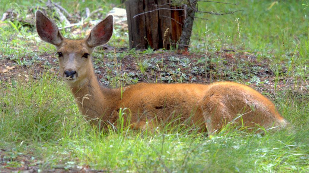 Resting Deer